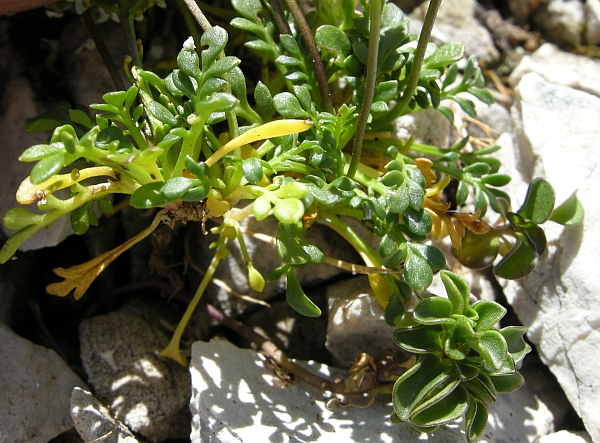 Hornungia alpina / Iberidella alpina